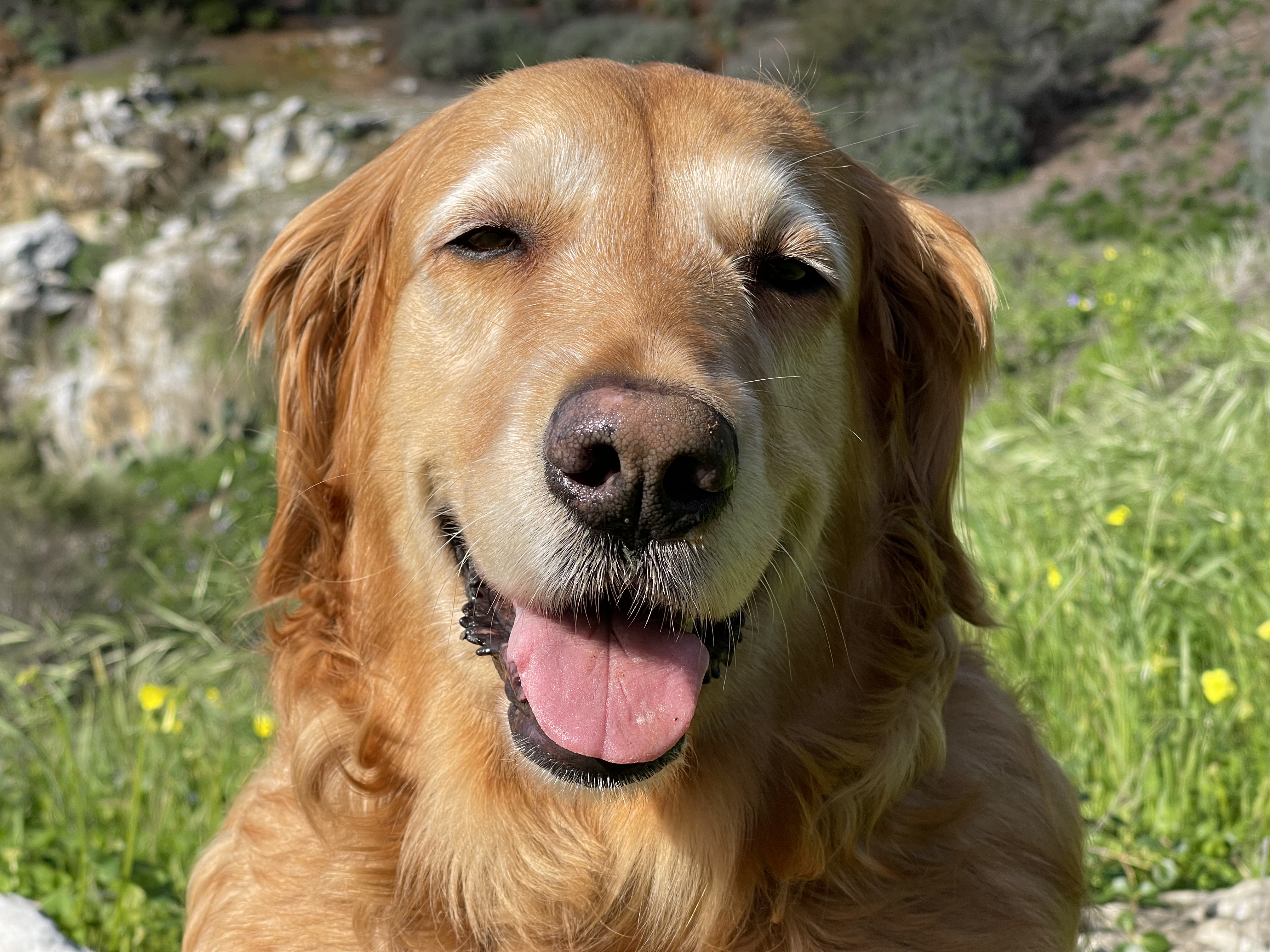 A Dog's Smile