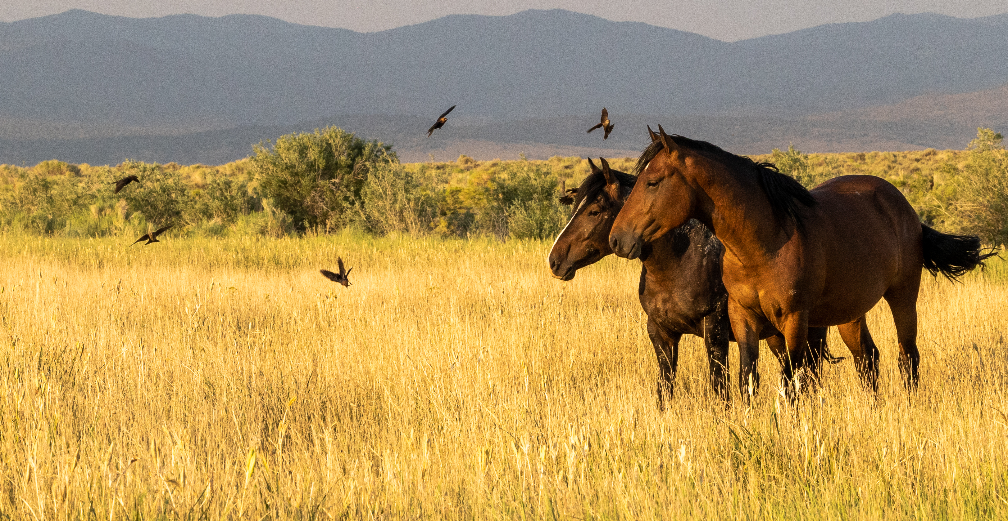 Eastern Sierra Wild Horses