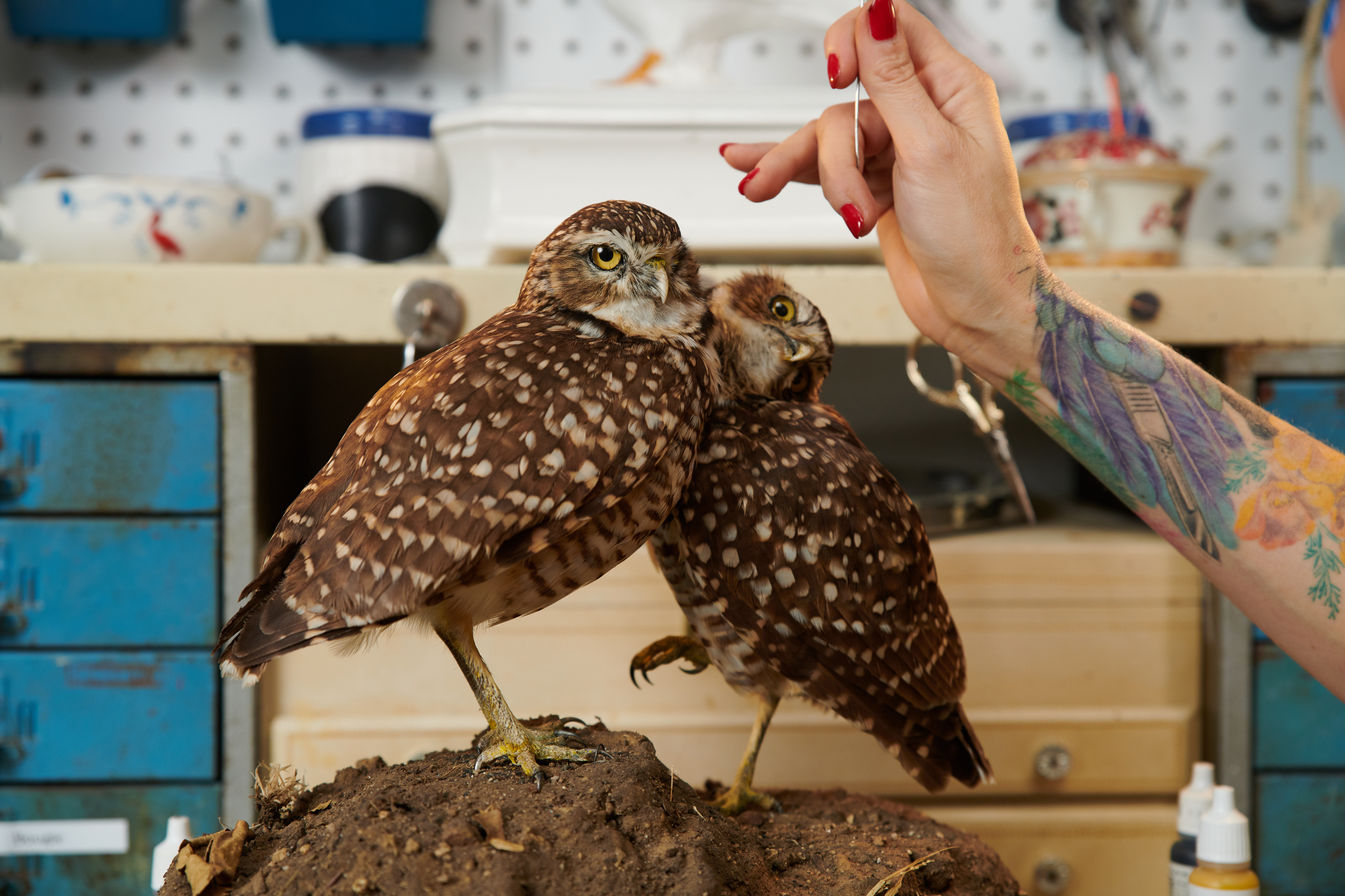 The Living Dead: Taxidermy as a tool for Conservation Education