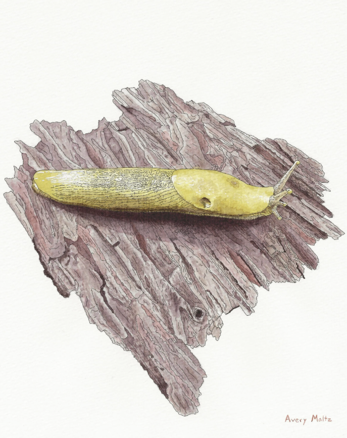 avery-maltz-product-photo-2.png
