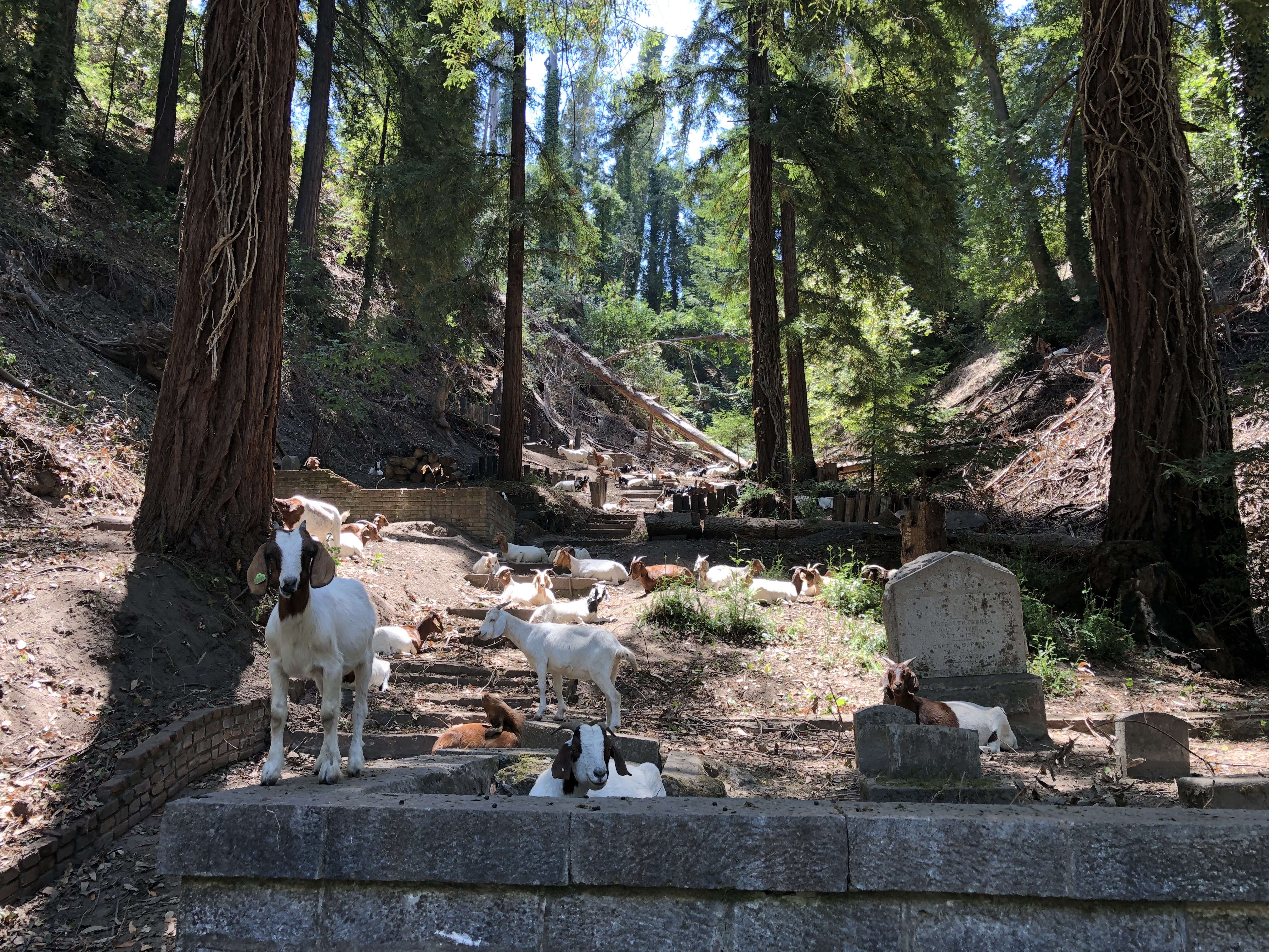 Evergreen Cemetery Illustrated Lecture