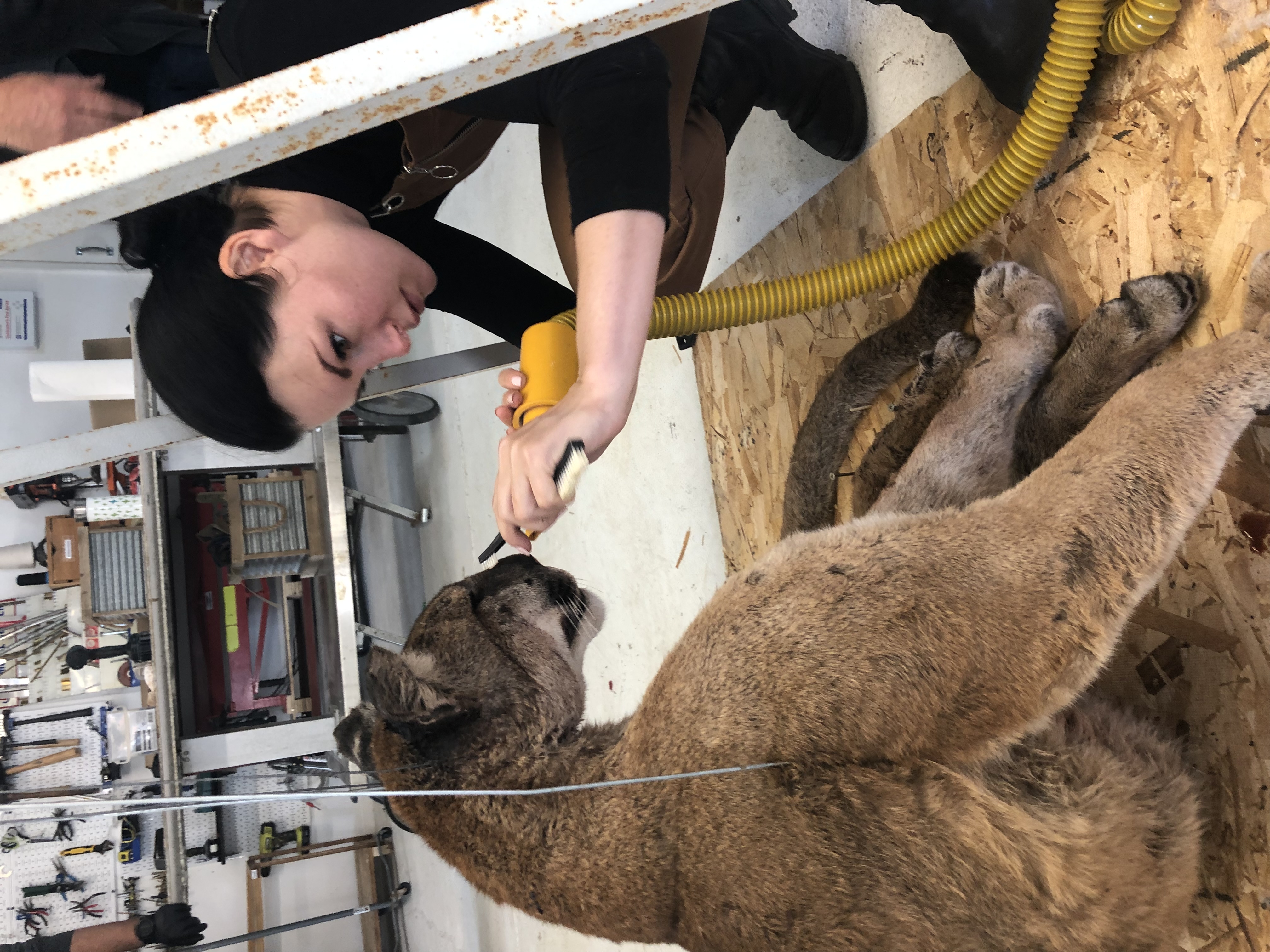 The Living Dead: Taxidermy as a tool for Conservation Education