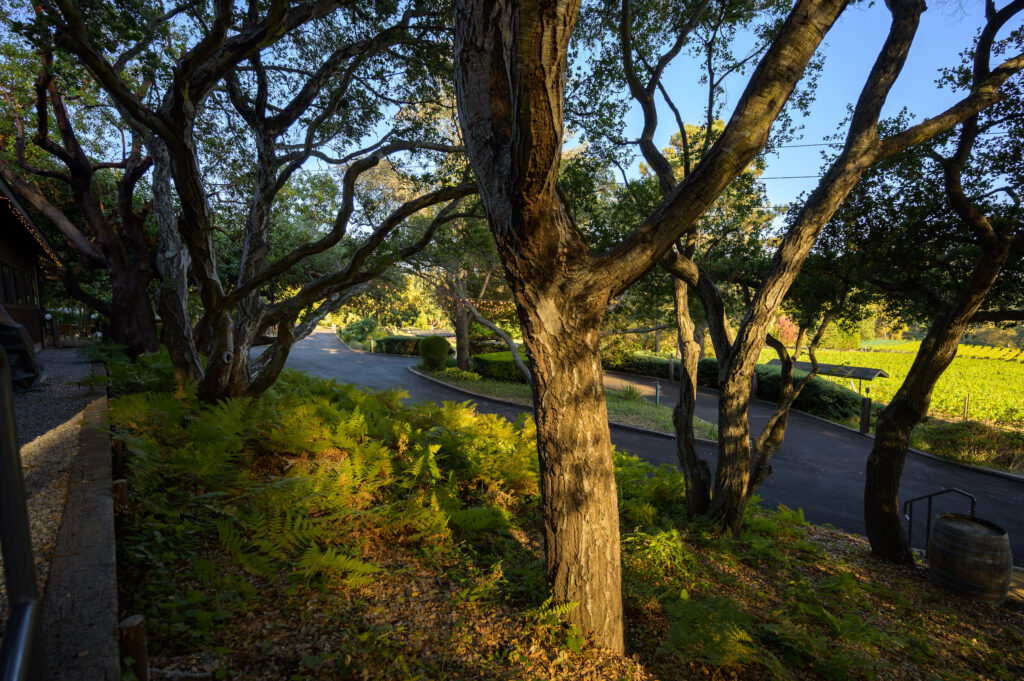 Lester Estate Wines