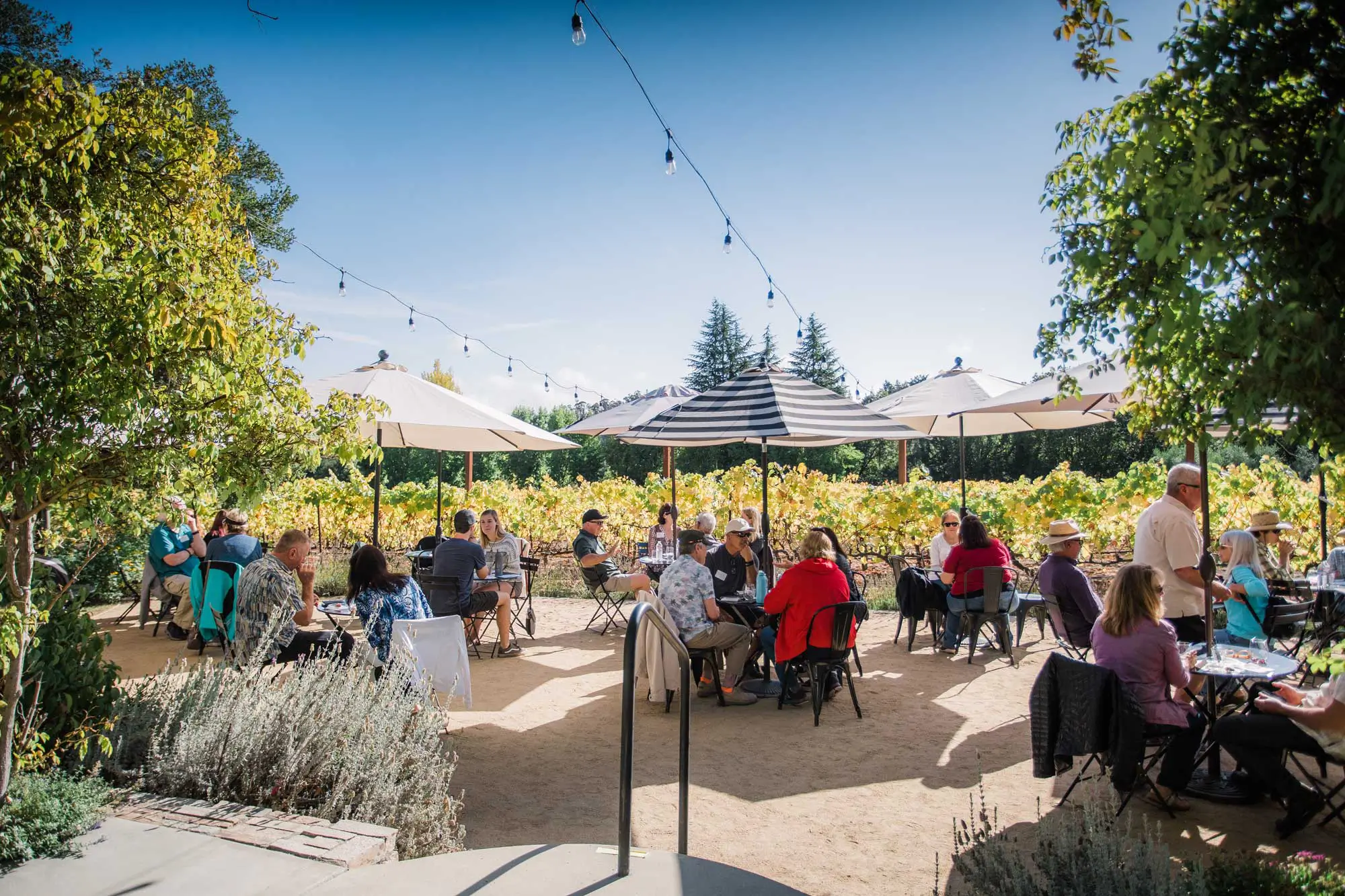 Nicholson Vineyards